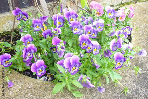 Violas