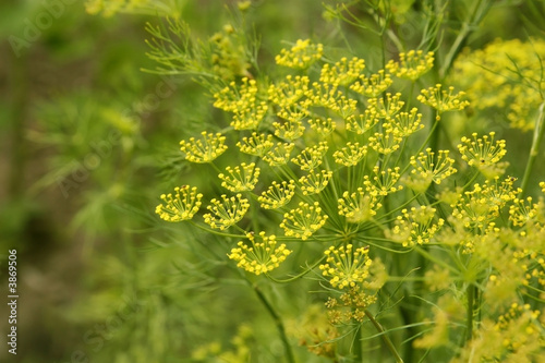 Fotomurale Macro of green dill with many flowers and stamen