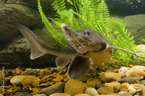 Sturgeon in the aquarium photo