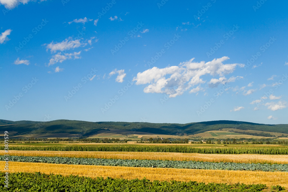 Mixed vegetables field in summer