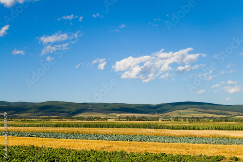 Mixed vegetables field in summer © Jocky