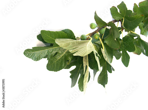 branche de figuier