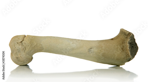 bone