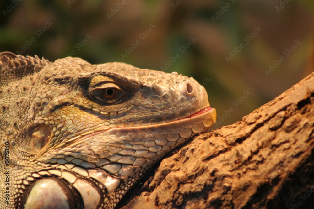 Obraz premium Drachen Echse