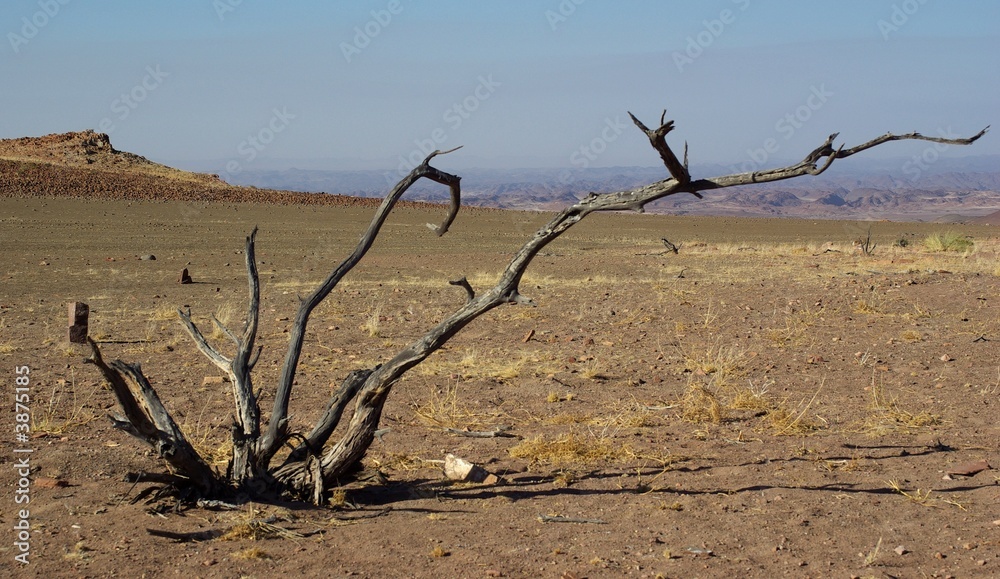 Arbre mort - Damaraland - Namibie