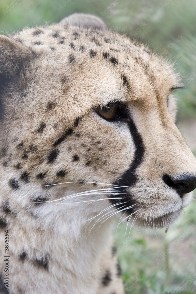 Close-up acinonyx jubatus face (loking a little right) Close-up acinonyx jubatus face (loking a little right)