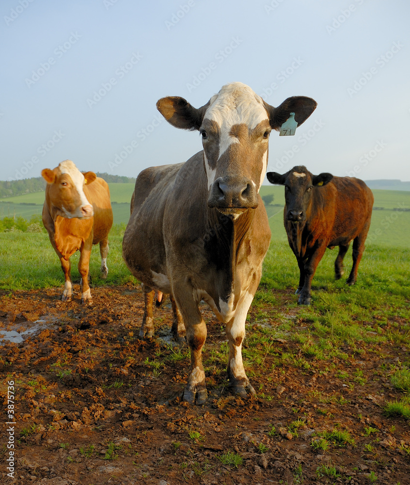 Three Cows Three Cows