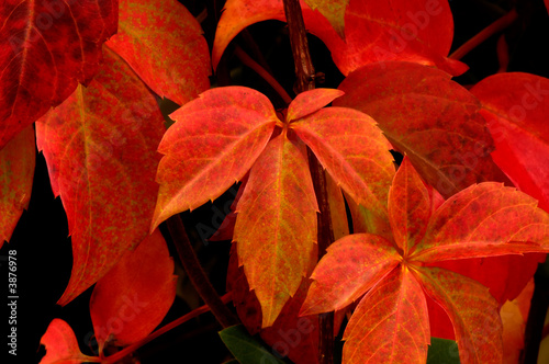 Beautifully colored autumn leaves (parthenocissus quinquefolia)