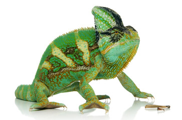 Handdoek met foto Kameleon Kameleon op smalle tak  © arnowssr