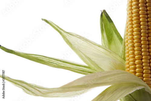 close-up of a corncob isolated over white background