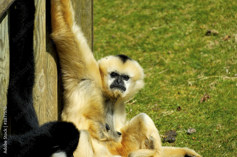 Fototapeta premium monkey moue
