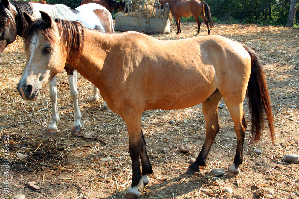 Obraz premium poney isabelle