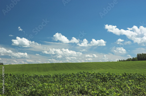Green farm field