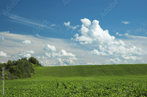 Hilly farm field