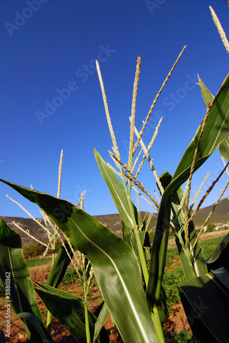 corn plantation closeup against fabulous blue sky