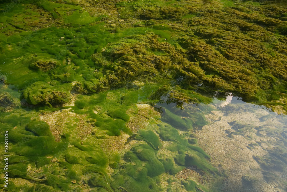 sharp lake bottom with alge