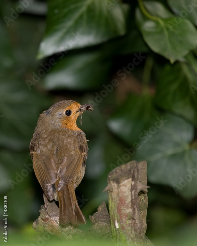 Robin With Fly, Over Shoulder