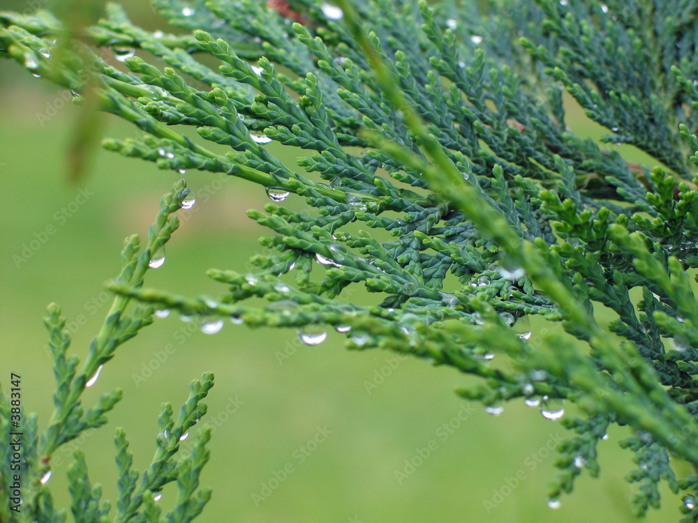 Pine green leaves with fresh drops of dew