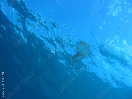 Une meduse en pleine eau