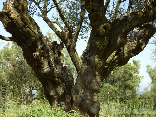 Olivenbaum 01