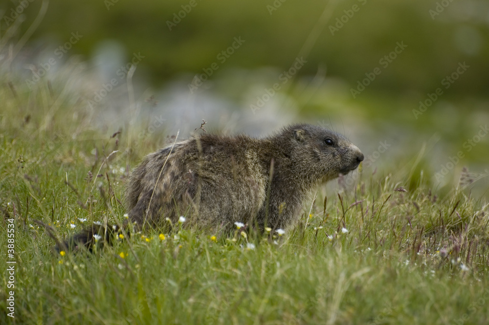 Marmotte dans les Alpes