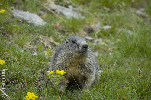 Marmotte dans les Alpes