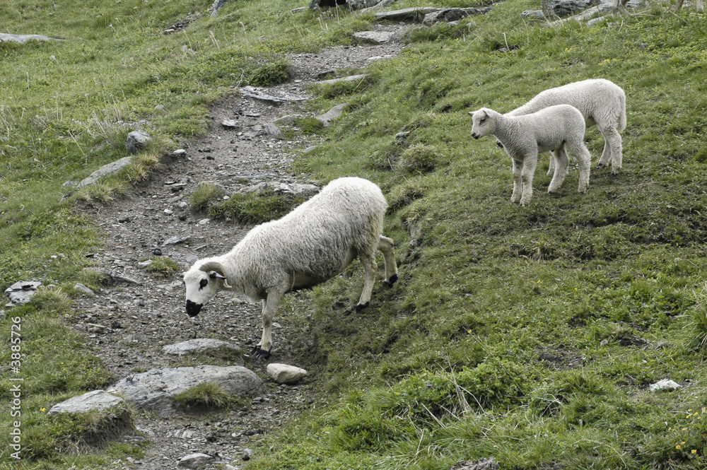 moutons moutons