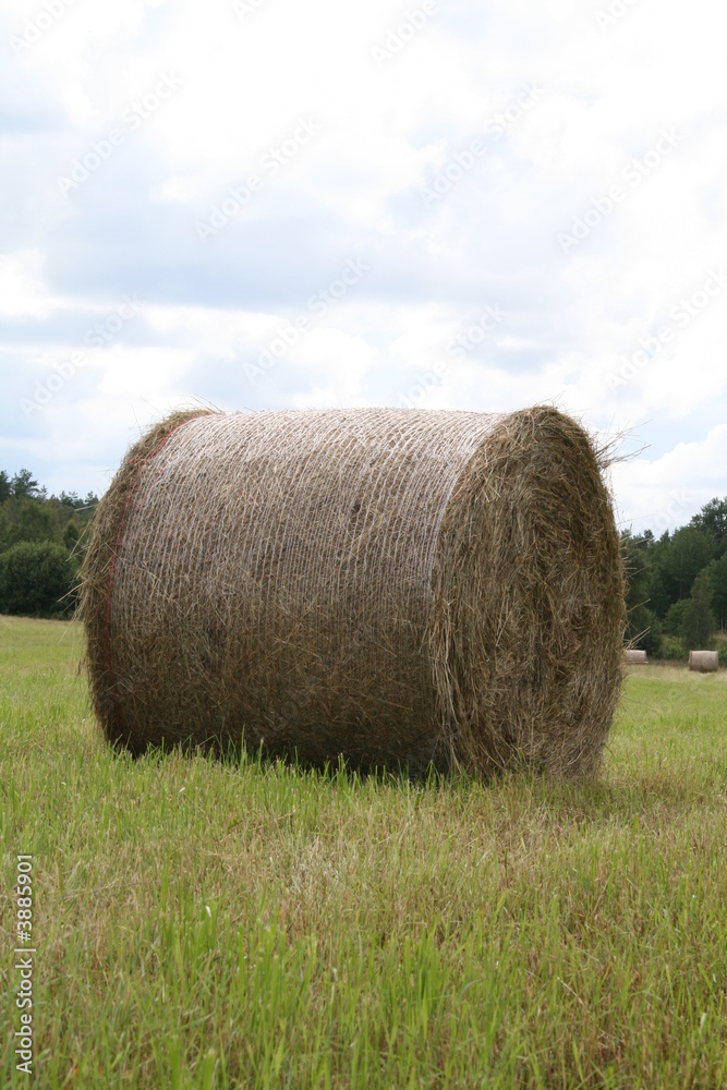 ernte ernte