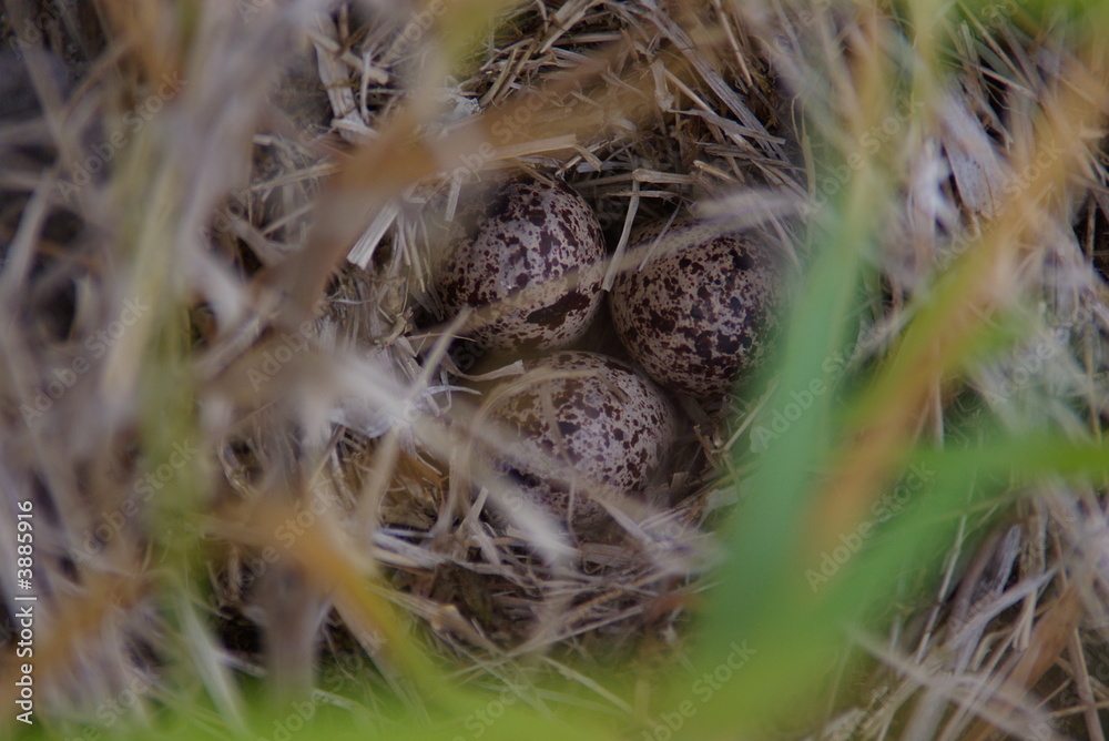 Dipper Eggs 1 Dipper Eggs 1