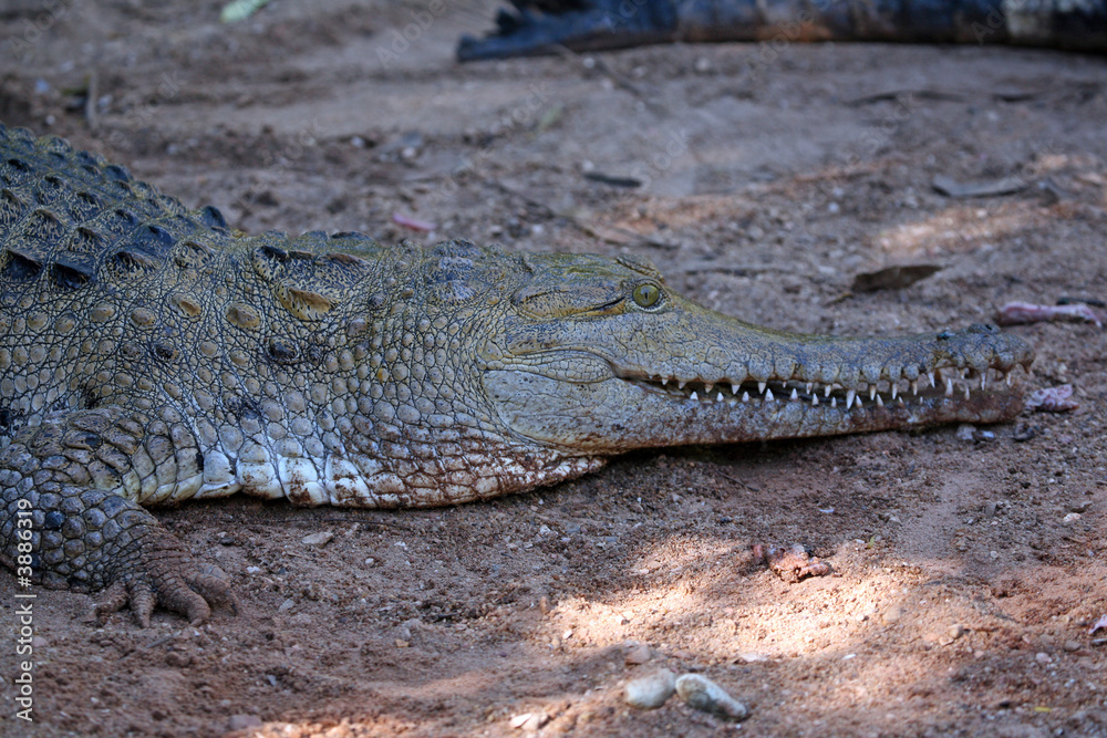 Naklejka premium Süßwasserkrokodil Australien_07_1951