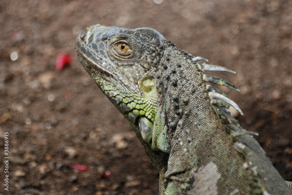 Obraz premium iguane