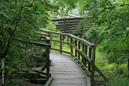 a trail in great swamp