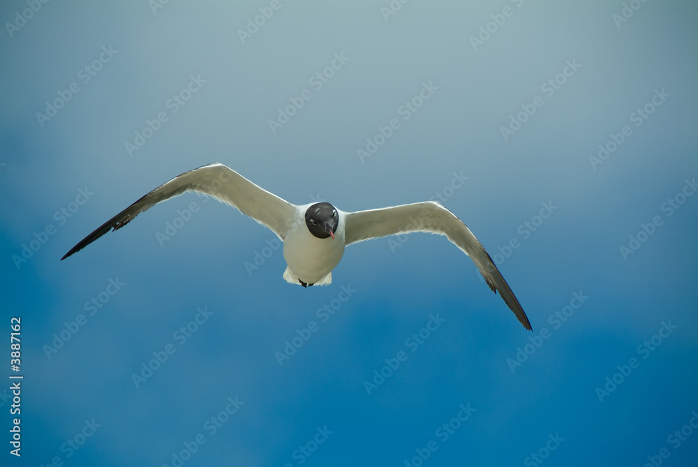 Fototapeta premium Black headed seagull in flight against a blue sky