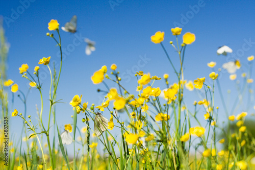 cabbage white butterfly in flight