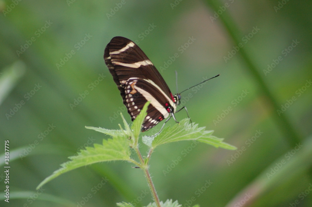 butterfly , brown and red dots 1 butterfly , brown and red dots 1