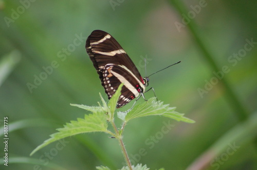 butterfly , brown and red dots 1
