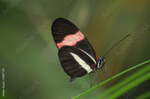 butterfly , red stripe 2