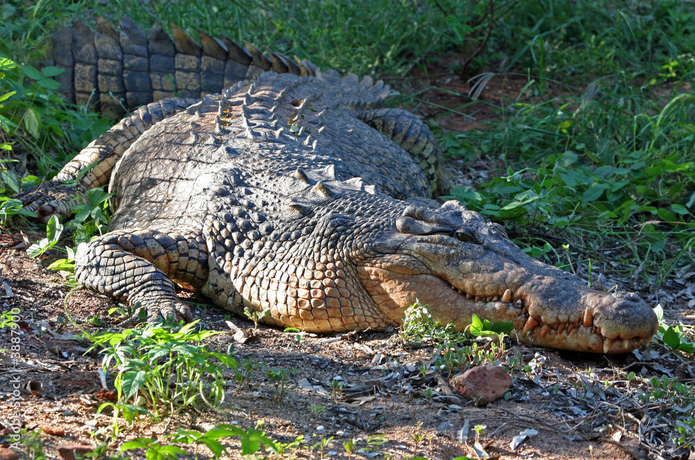 Fototapeta premium Salzwasserkrokodil Australien_07_1981