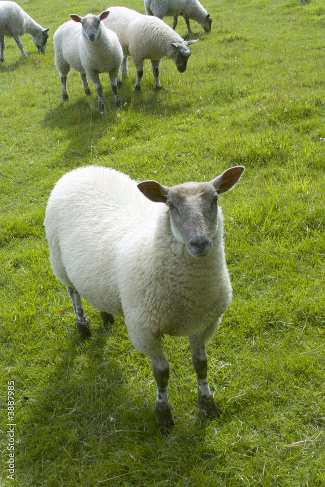 Fototapeta premium sheep animal farm farming agriculture wool livestock animal