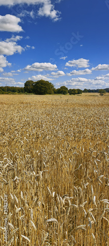 farmland cornfield ripening agriculture