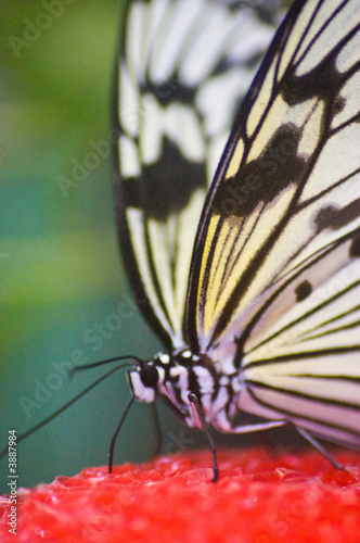 Butterfly , Black and white 4 closeup