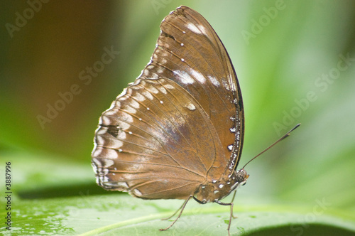 Butterfly , Brown 1