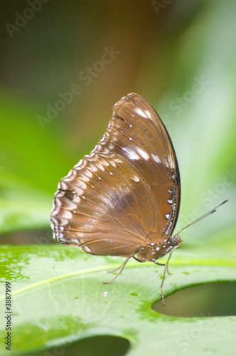 Butterfly , Brown 2