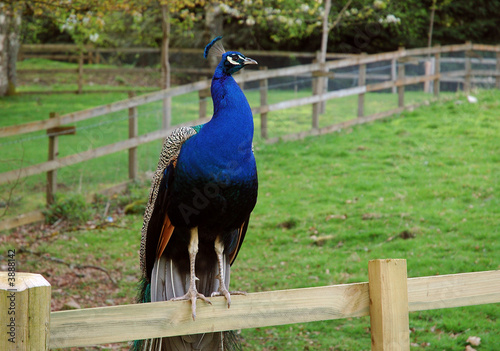 Peacock perched on the wooden hedge