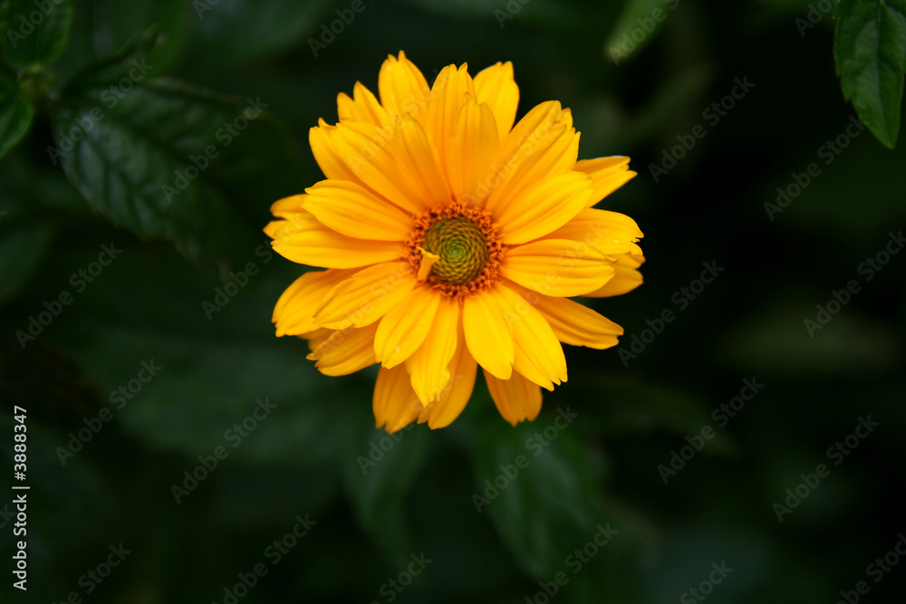 yellow summer flower after rain yellow summer flower after rain