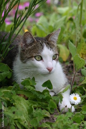 Chat européen allongé dans le jardin
