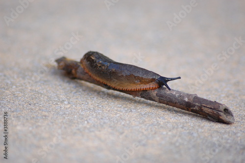 Garden Slug 1