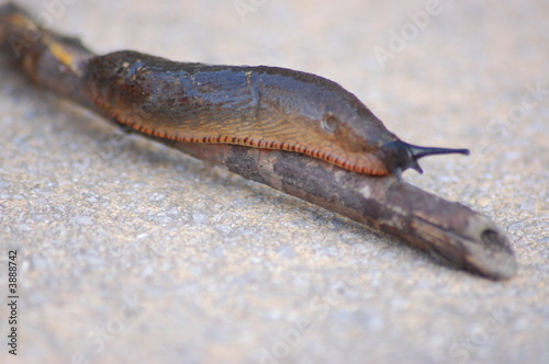 Garden Slug 2