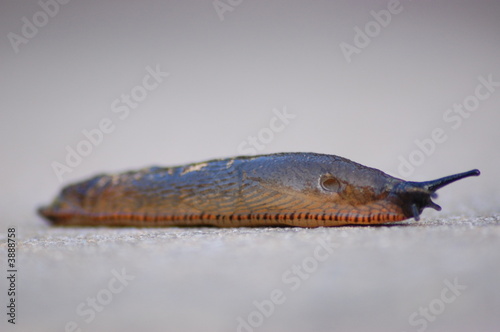 Garden Slug 4
