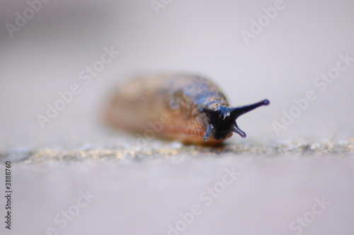 Garden Slug 6